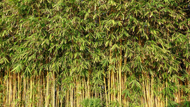 istock Green bamboo wall plant for background texture 1045306000