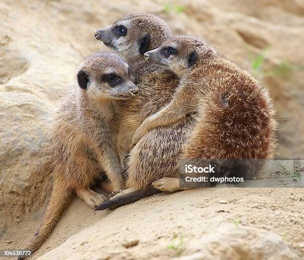 Photo libre de droit de Meerkats Sur Une Froide Journée banque d'images et plus d'images libres de droit de S'enlacer - S'enlacer, Suricate, Afrique