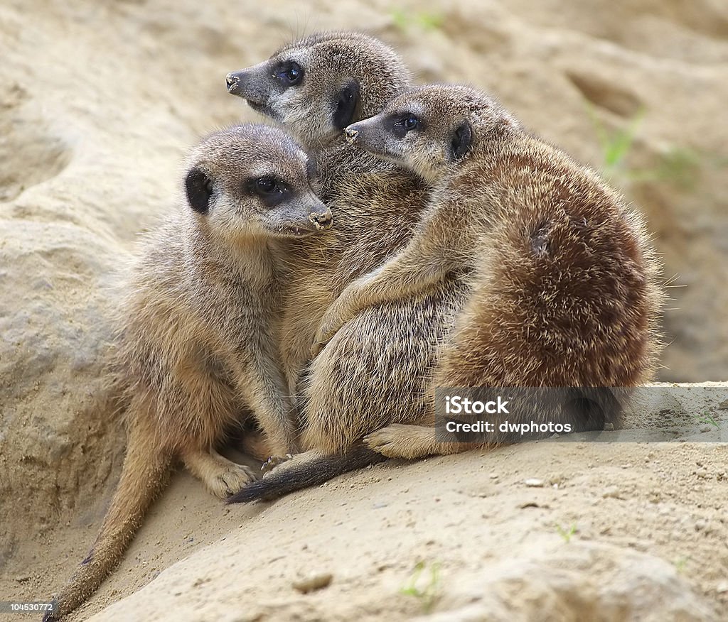 meerkats 、寒い日 - ミーアキャットのロイヤリティフリーストックフォト