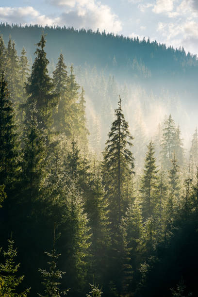 spruce forest on the hill in morning haze stock photo