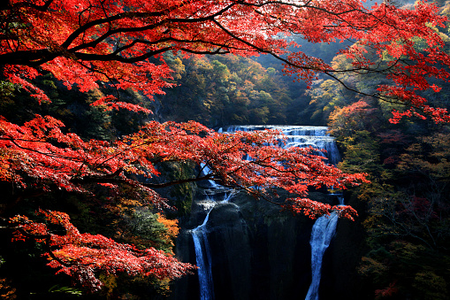 Fukuroda waterfalls, one of the Three Great Waterfalls in Japan (alongside Kegon Falls in Nikko and Nachi Falls in Kumano), during colorful autumn in Ibaraki, Japan