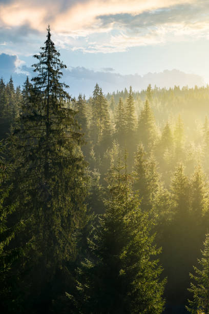 istock spruce forest on the hill in morning light 1045316006