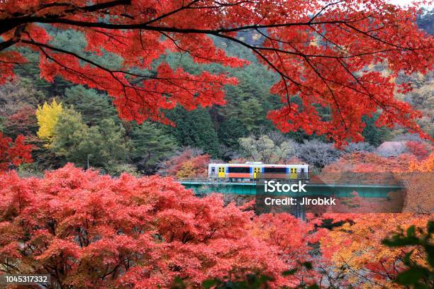 電車で美しいカエデの葉 - 日本のストックフォトや画像を多数ご用意 - 日本, 列車, 紅葉