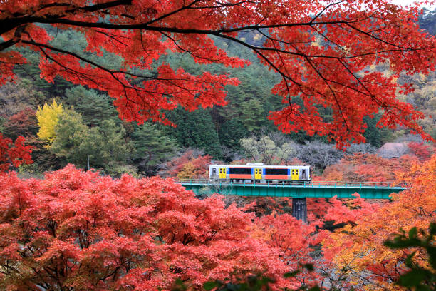 아름 다운 단풍 기차 - tohoku region 뉴스 사진 이미지