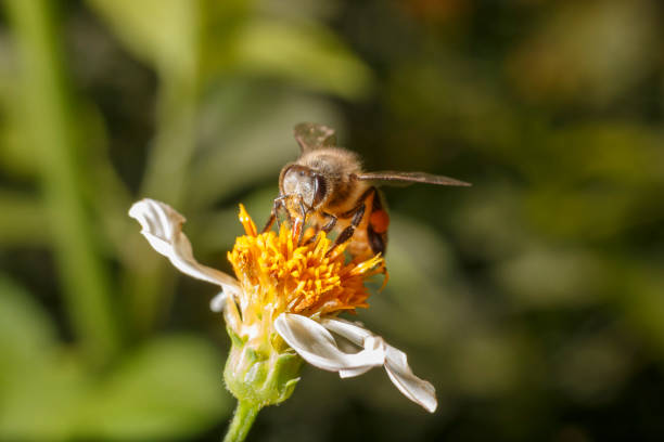 istock Bees on white flowers have yellow stamens. 1045323362