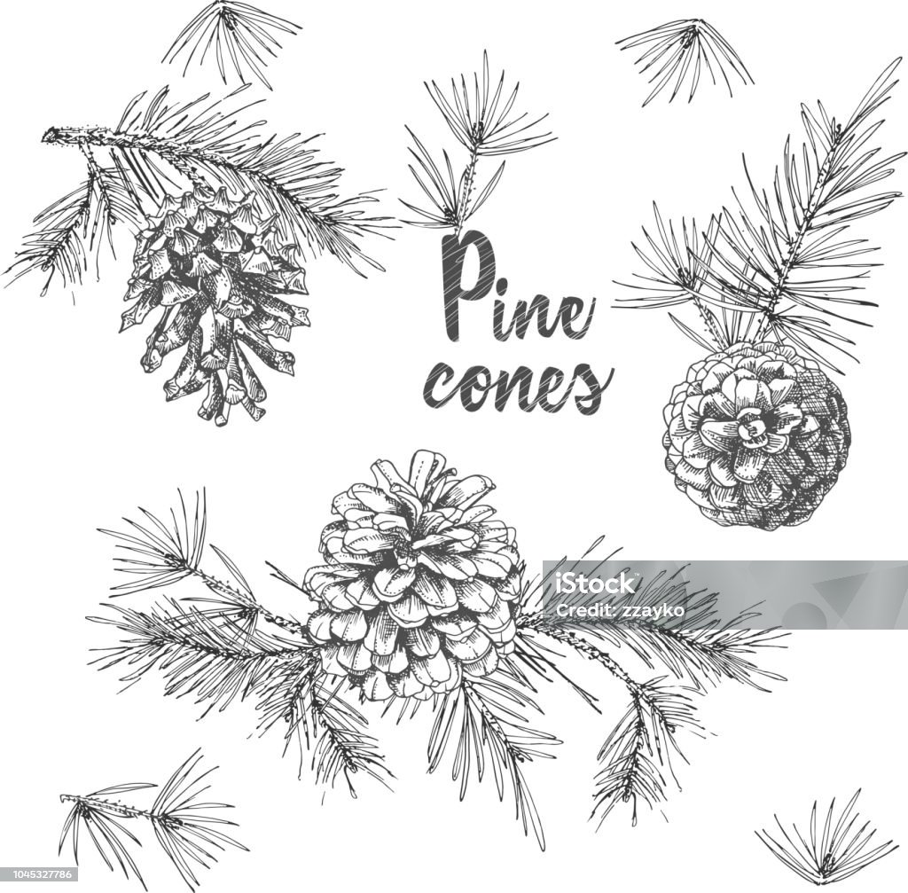 Esquisse à l’encre botanique réaliste de sapin branches avec pomme de pin sur fond blanc. Illustrations vectorielles - clipart vectoriel de Pomme de pin libre de droits