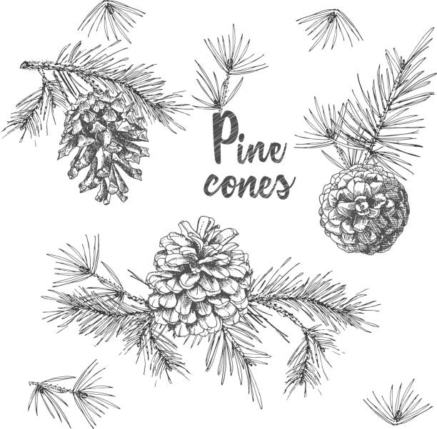 전나무 나무 가지 흰색 바탕에 소나무 콘의 현실적인 식물 잉크 밑그림. 벡터 일러스트 - pencil pine stock illustrations