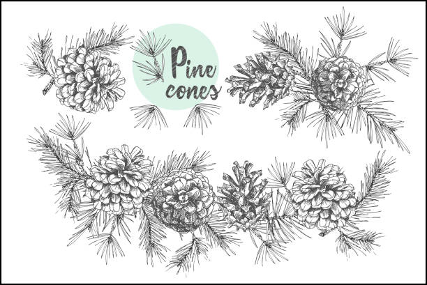 illustrazioni stock, clip art, cartoni animati e icone di tendenza di imposta il modello di carta con uno schizzo a inchiostro botanico realistico di rami di abete con pigna su sfondo bianco. illustrazioni vettoriali - pine tree pine cone branch isolated