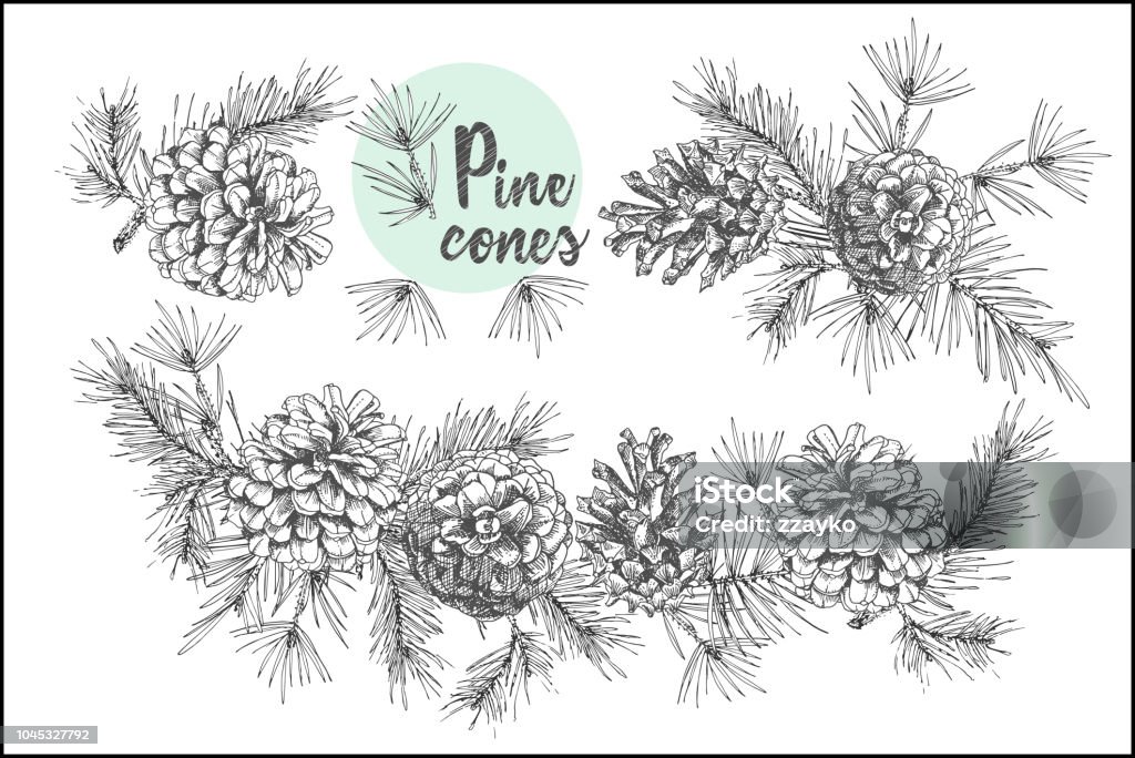 Set card template with pattern realistic botanical ink sketch of fir tree branches with pine cone on white background. Vector illustrations Set card template with pattern realistic botanical ink sketch of fir tree branches with pine cone on white background Good idea for invitations, greeting postcards, label, sticker Vector illustrations Pine Tree stock vector