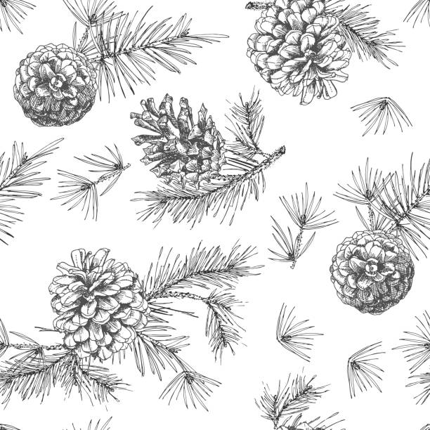 illustrations, cliparts, dessins animés et icônes de réaliste botanique encre croquis de branches d’arbres sapin avec cône de pin sur fond blanc. illustrations vectorielles - pencil pine