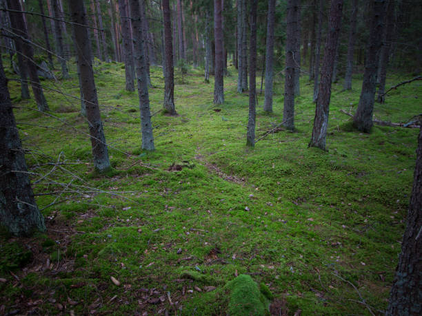 istock Moody light over fir forest floor 1045331962