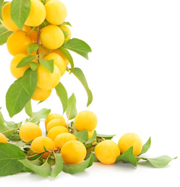 Plum branch with ripe fruits, isolated on white.