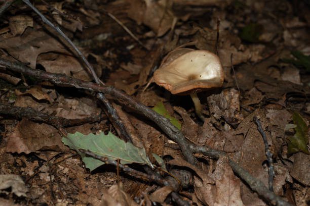 istock Isolated mushroom growing in decaying leafs in Allegheny National forest 1045336344