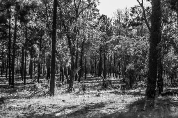 istock Full of trees Black and white 1045338642