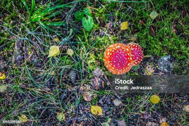 Mushroomfly2 Stock Photo - Download Image Now - Agaric, Amanita, Autumn