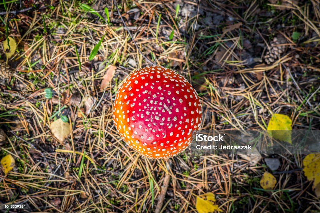 Mushroom_fly3 Top view of a the Amanita muscaria, commonly known as fly agaric mushroom. Agaric Stock Photo