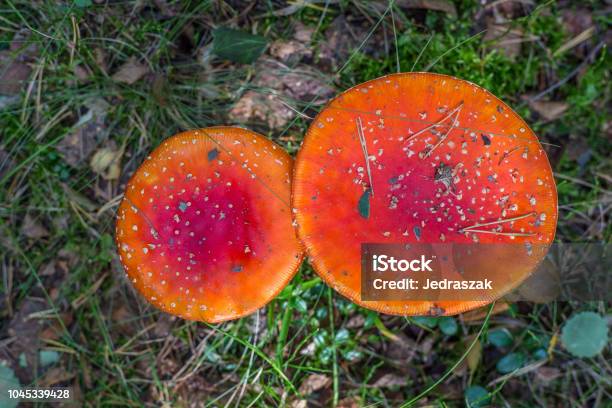 Mushroomfly4 Stock Photo - Download Image Now - Agaric, Amanita, Autumn