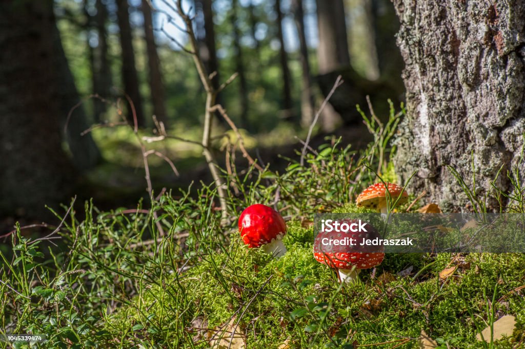Mushroom_fly5 Some fly agaric mushrooms in the Swedish forest on a summer afternoon Agaric Stock Photo