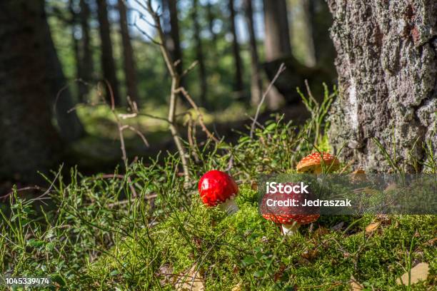 Mushroomfly5 Stock Photo - Download Image Now - Agaric, Amanita, Basidiomycota