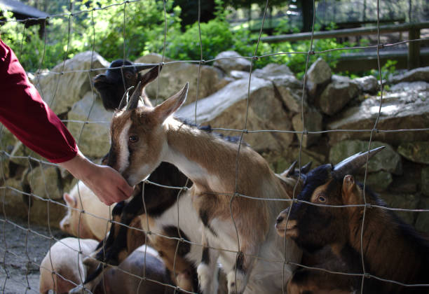 istock Goat taking fodder from an outstretched human hand 1045339998
