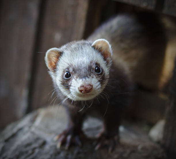 istock Ferret looking at the camera 1045340060