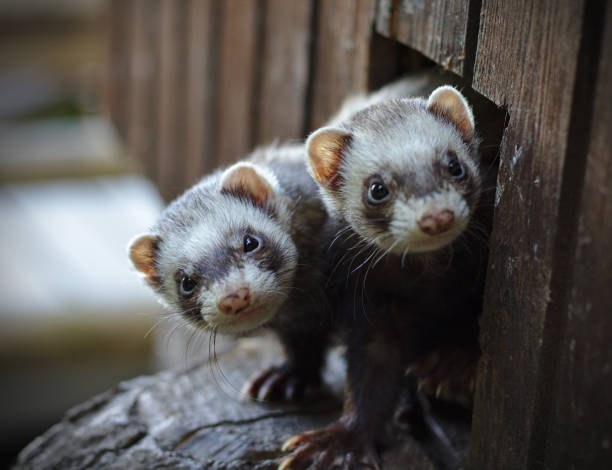 Two ferrets looking out of their wooden house stock photo