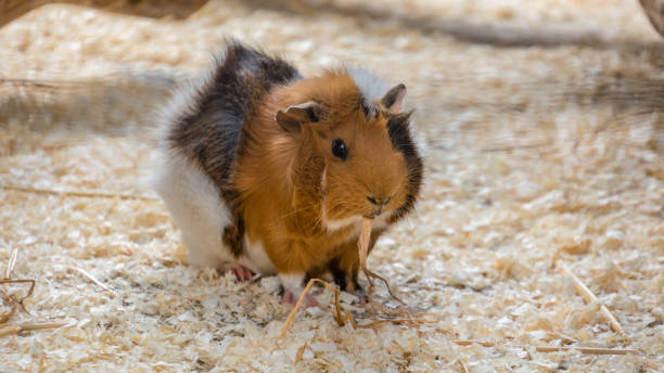 istock Baby Guinea Pig Eating Hay 1045342562