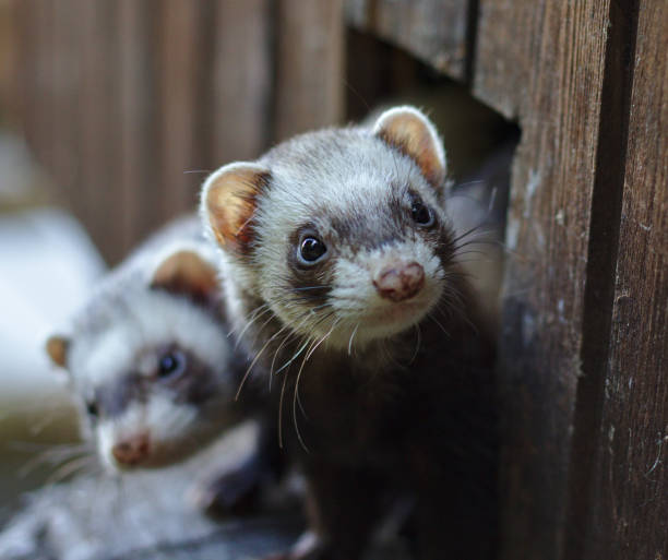 Two ferrets looking out of their wooden house stock photo