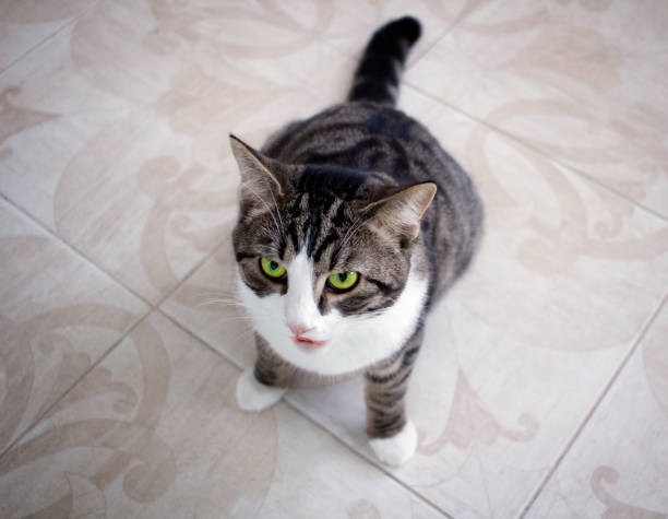 istock Cat with green eyes sits on floor ready to attack 1045343366