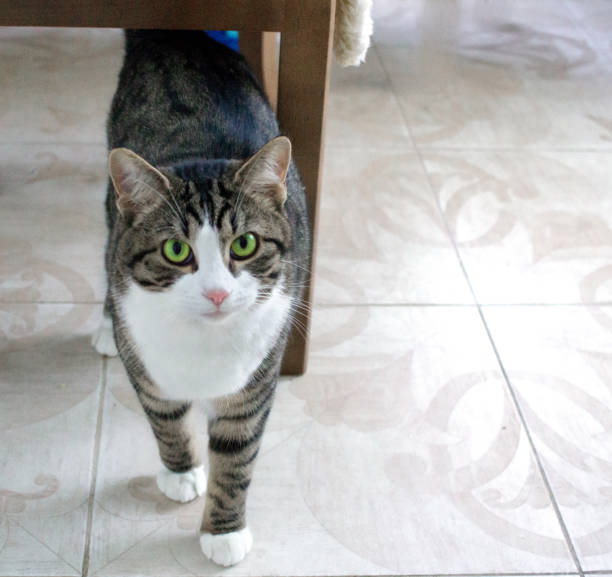 istock Cat with bright green eyes walks ready to attack 1045343372