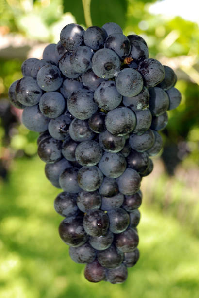 vendemmia uve mature della varietà vernatsch - italia. - sorte foto e immagini stock