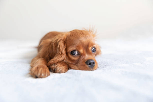 istock Cute puppy relaxing 1045346978