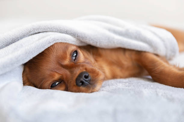 istock Cute puppy relaxing under the blanket 1045346982