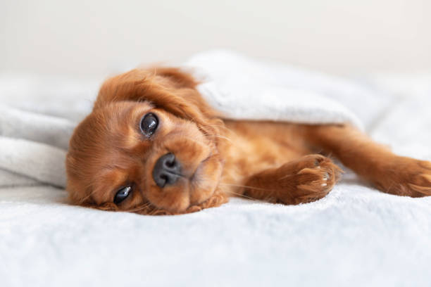 istock Cute puppy relaxing under the blanket 1045346984