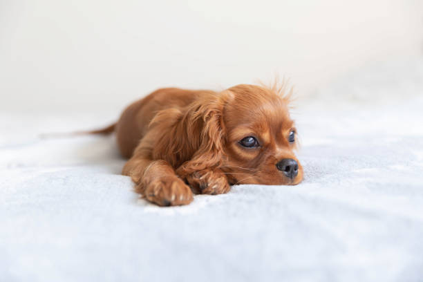 istock Cute puppy relaxing 1045346998