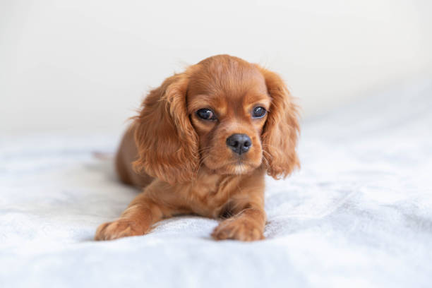 istock Cute puppy relaxing 1045347020