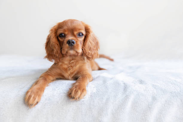 istock Cute puppy relaxing 1045347022