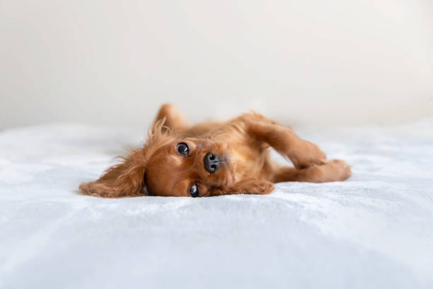 istock Cute puppy relaxing 1045347024