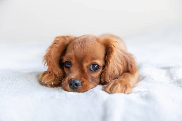 istock Cute puppy relaxing 1045347028