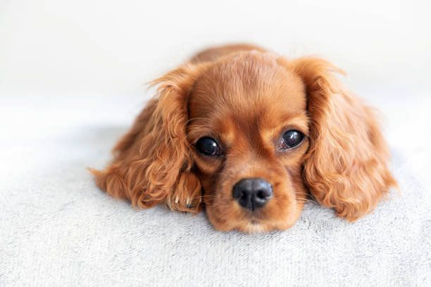 симпатичный щенок расслабляющий - cavalier стоковые фото и изображения