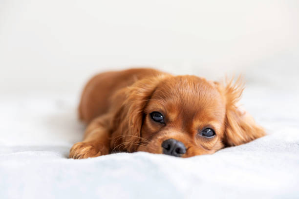 istock Cute puppy relaxing 1045347032