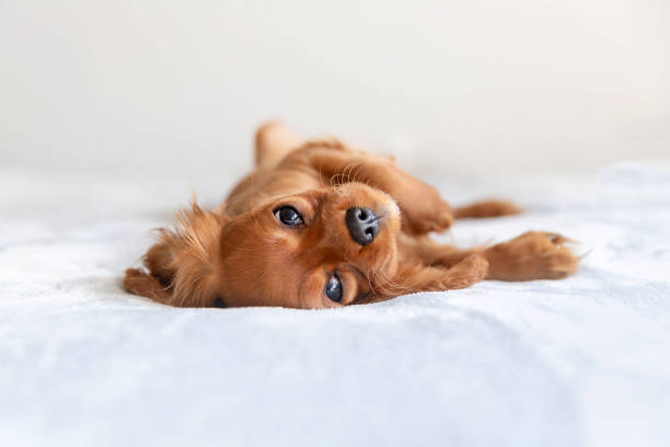 istock Cute puppy relaxing 1045347036