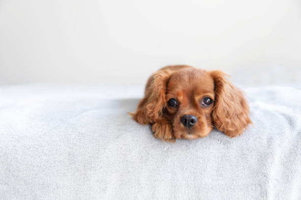 istock Cute puppy on the bed 1045347040