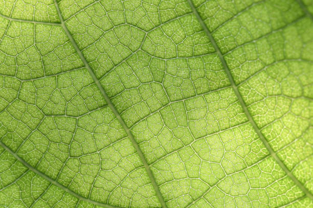 primer plano de la de green leaf - chlorophyll fotografías e imágenes de stock