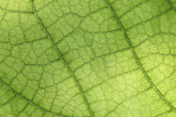 gros plan de la feuille verte - chlorophyll photos et images de collection