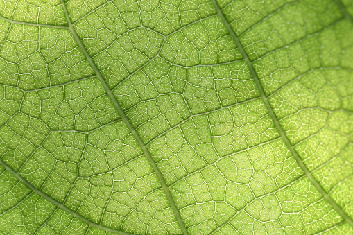 Closeup of green leaf with veins