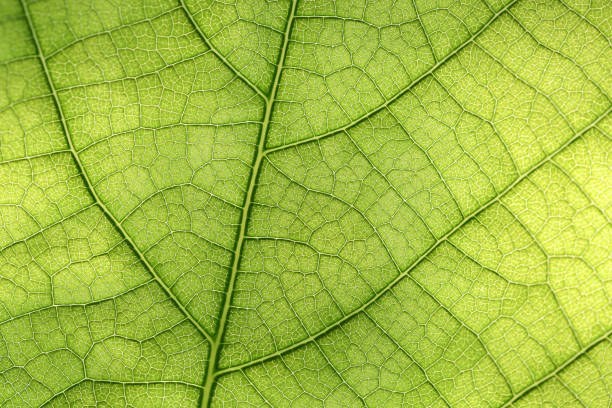 istock Closeup of green leaf 1045347302