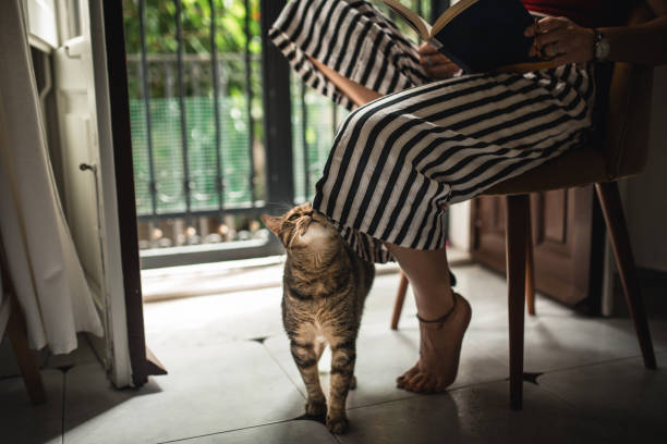istock Playful cat at home 1045350602
