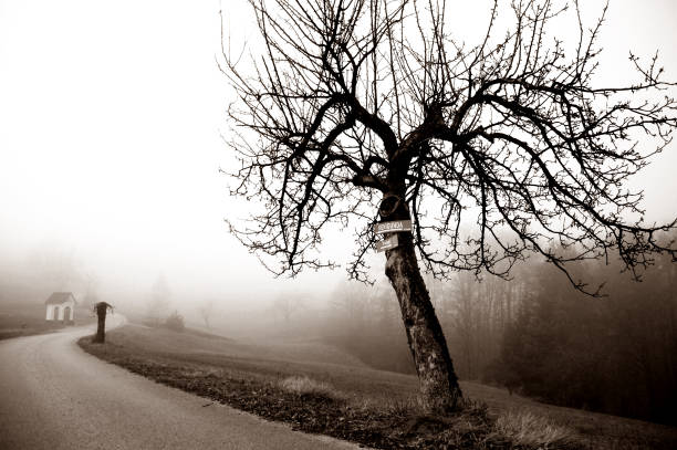 samotna droga - bare tree rain autumn tree zdjęcia i obrazy z banku zdjęć