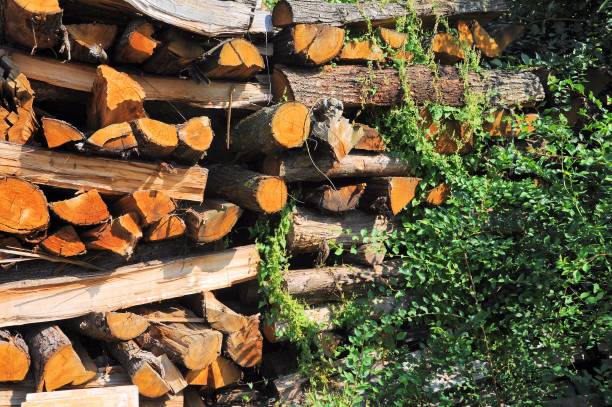 istock Pile of tree trunks cut in natural environment. 1045359318